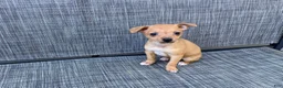 Chihuahua dogs for sale: Gidget - Ad 5