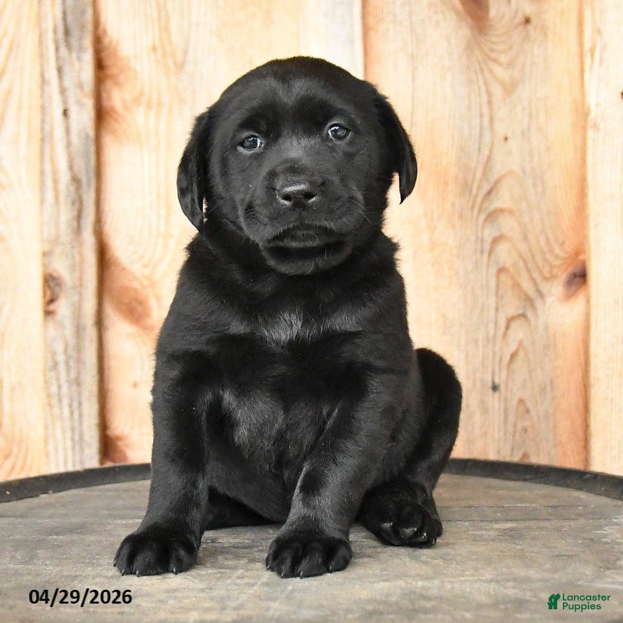 Labrador Retriever dogs Ebony - Ad 2
