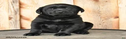Labrador Retriever dogs for sale: Ebony - Ad 2