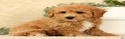 Bichpoo dogs for sale: Yoda - Ad 4