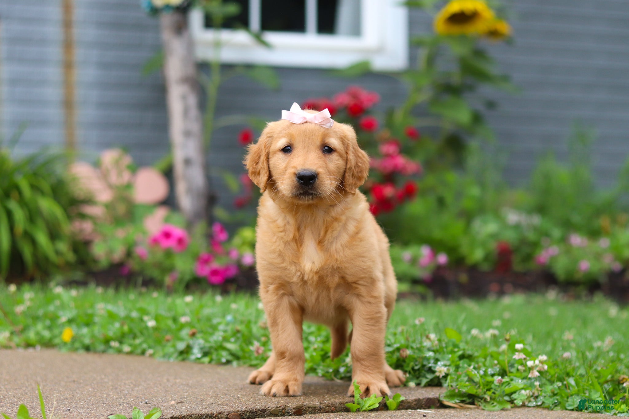 Golden Retriever dogs Bambo - Ad 1