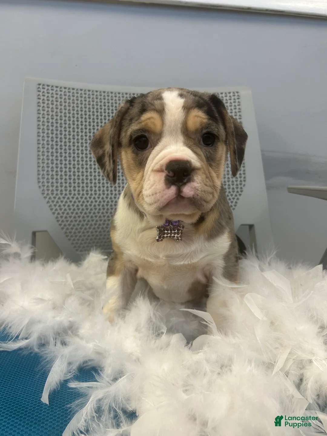 Mixed Breed dogs for sale: Mixed Breed Puppy 3 - Ad 1