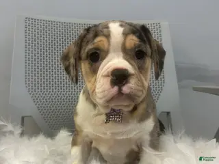 Mixed Breed dogs Mixed Breed Puppy 3 - Ad 32