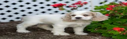 Cocker Spaniel dogs for sale: Ava - Ad 3