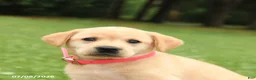 Labrador Retriever dogs for sale: Marigold - Ad 3