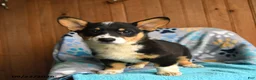 Welsh Corgi Pembroke dogs for sale: Harper - Ad 3