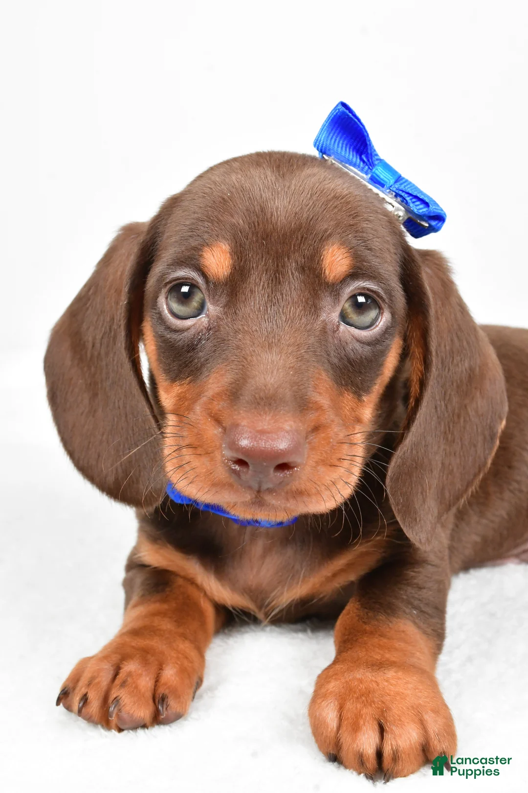 Miniature Dachshund dogs for sale: Teddy - Ad 10