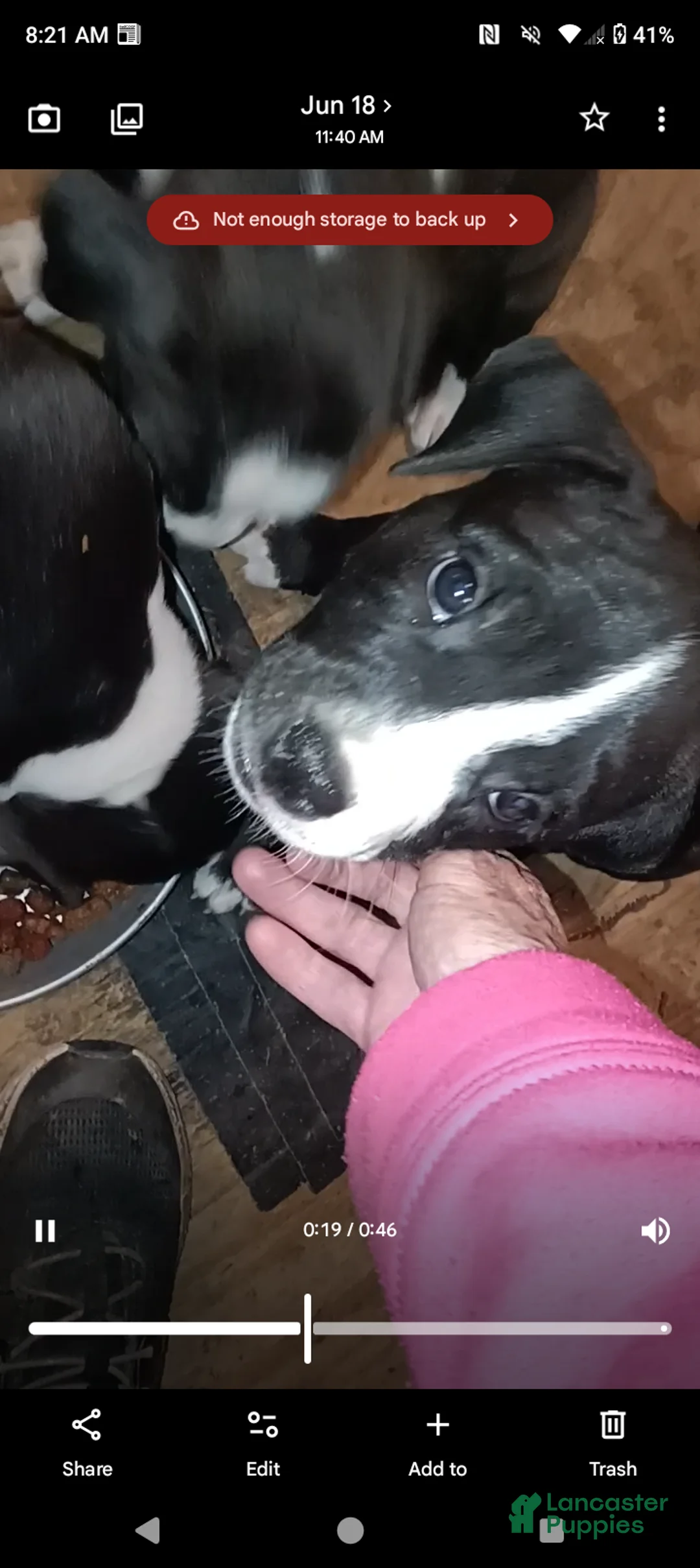 American Bully dogs for sale: Puppy - Ad 2