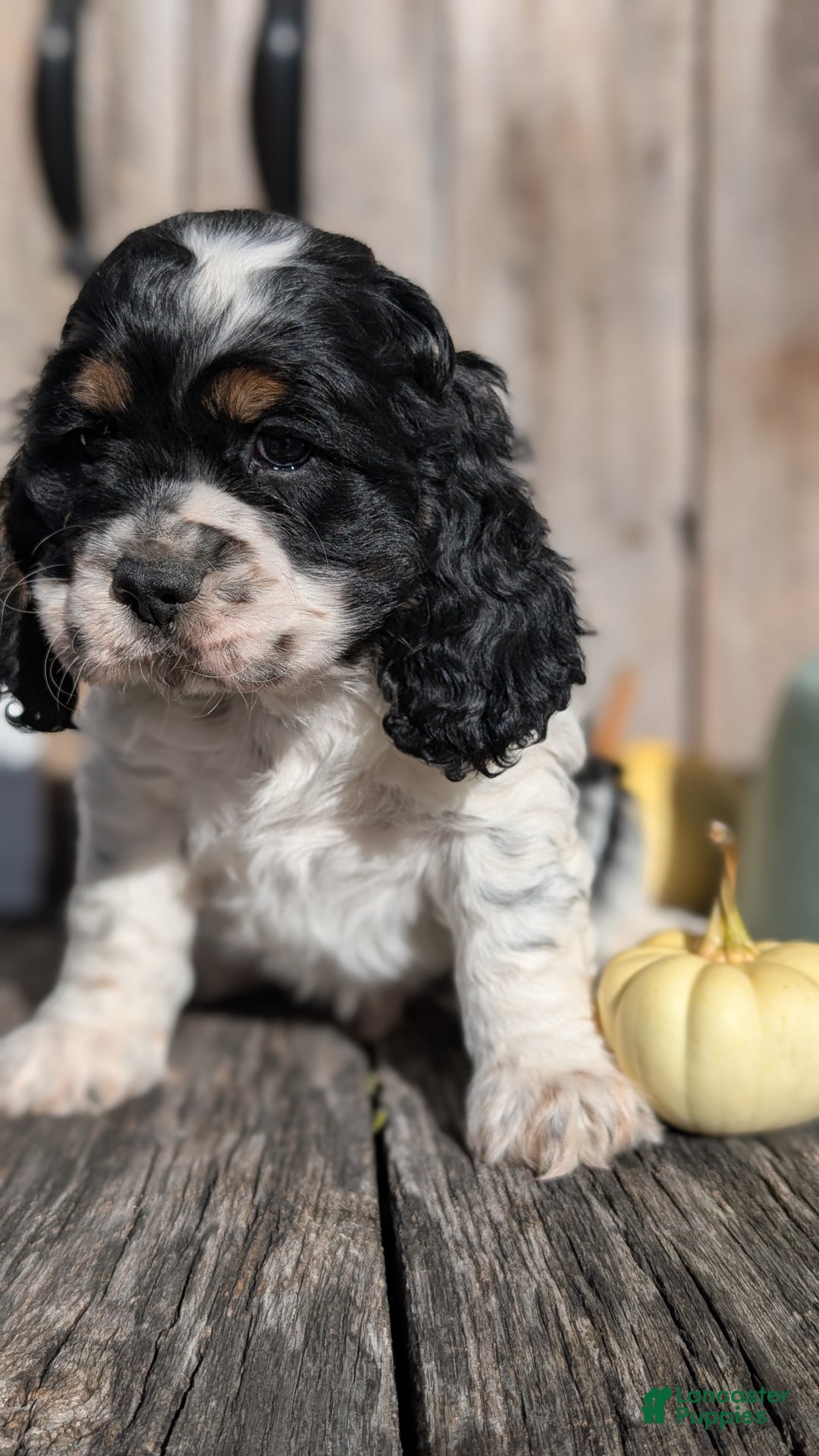 Cocker Spaniel dogs for sale: Rocco - Ad 3