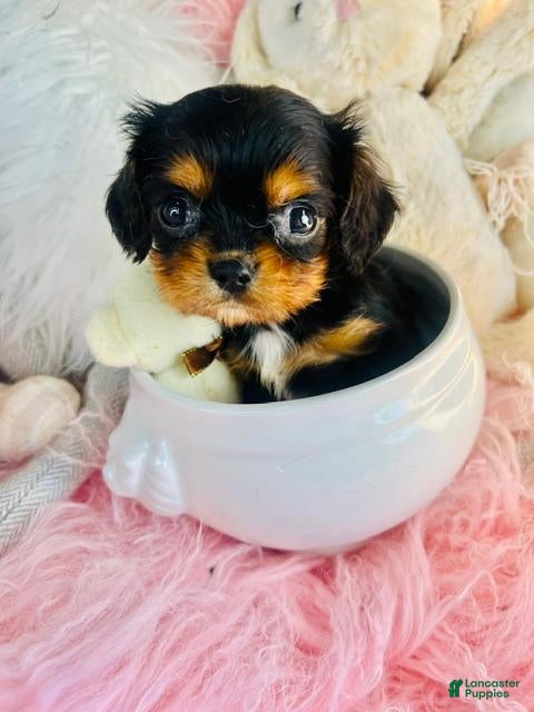 Cavalier King Charles Spaniel dogs Tiny Cavalier King Charles Spaniel 1 - Ad 1
