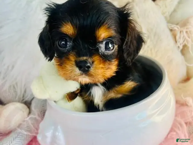 Cavalier King Charles Spaniel dogs for sale: Tiny Cavalier King Charles Spaniel 1 - Ad 1