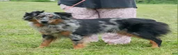 Australian Shepherd dogs for sale: Lady - Ad 1