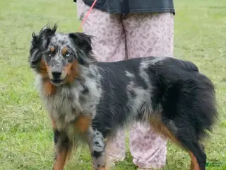 Australian Shepherd dogs Lady - Ad 16