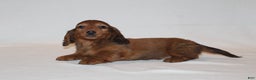 Miniature Dachshund dogs for sale: Prancer - Ad 6