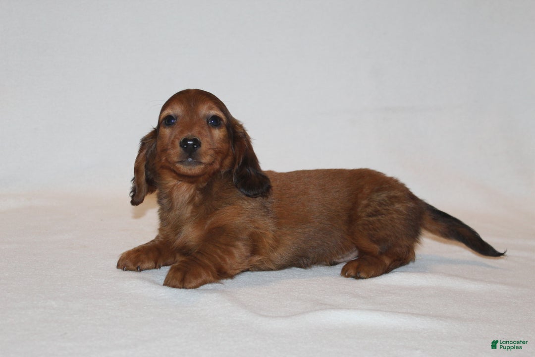 Miniature Dachshund dogs for sale: Prancer - Ad 6