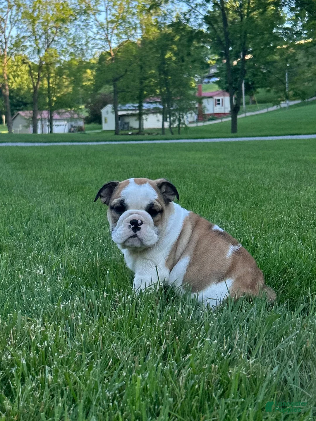 English Bulldog dogs for sale: Vanessa - Ad 1