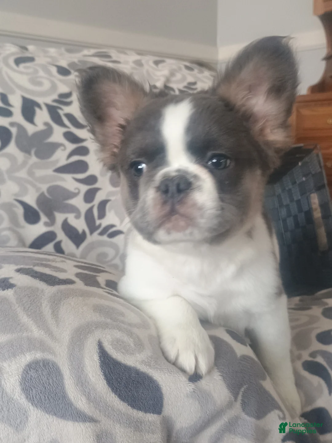 French Bulldog dogs for sale: Fluffy Tulip  - Ad 9
