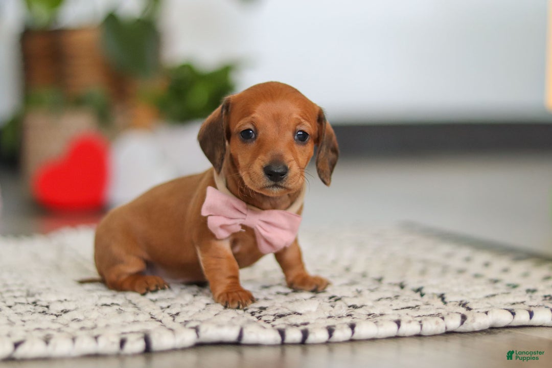 Dachshund dogs for sale: Willow - Ad 4