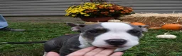 American Bully dogs for sale: American Bully 3 - Ad 9