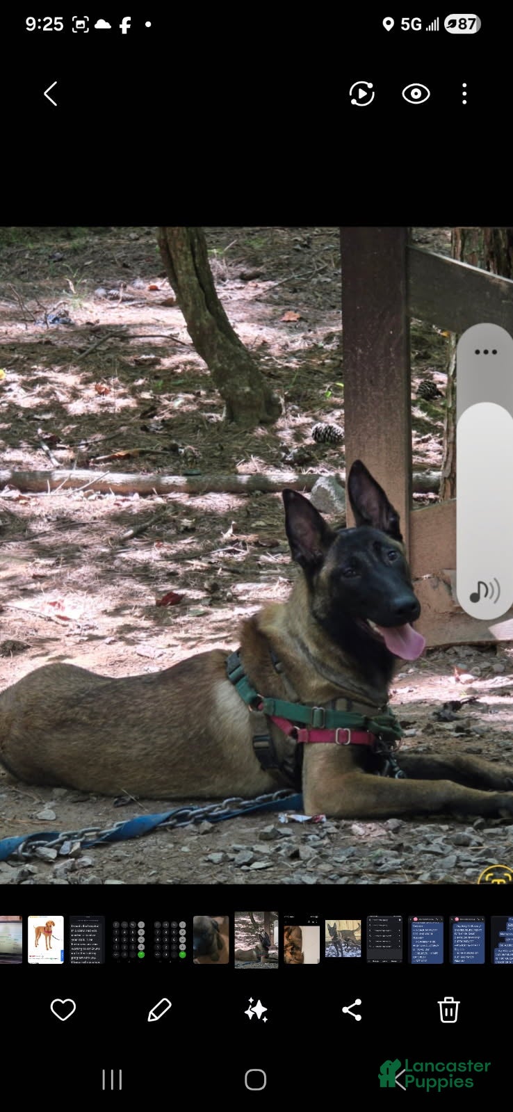 Belgian Malinois dogs Girl 4 - Ad 2