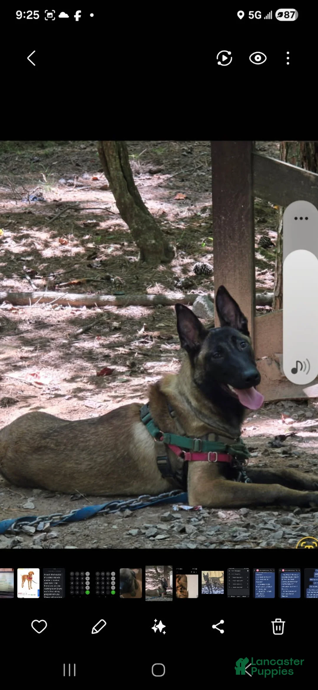 Belgian Malinois dogs for sale: Girl 4 - Ad 2