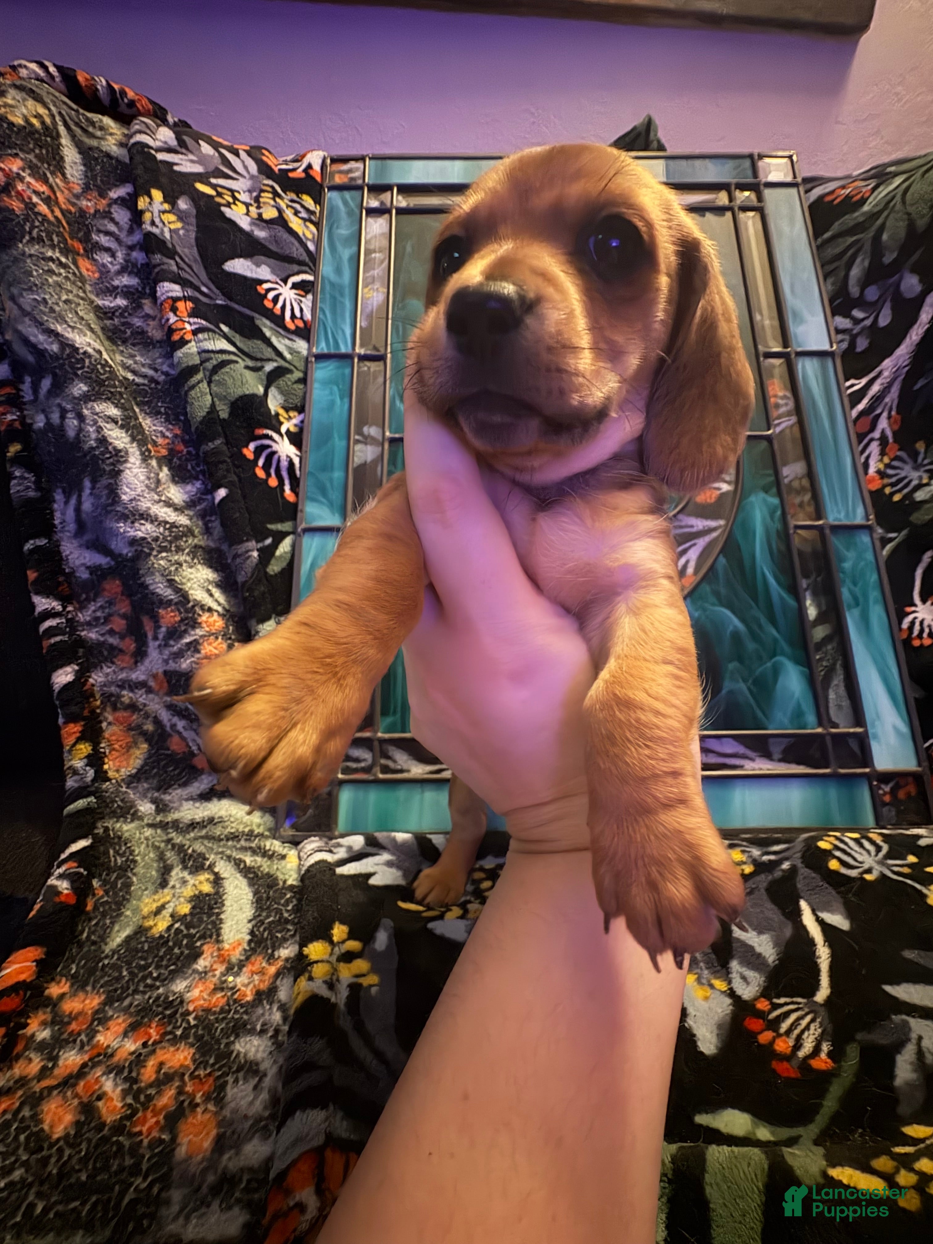 Dachshund dogs Charlotte - Ad 2