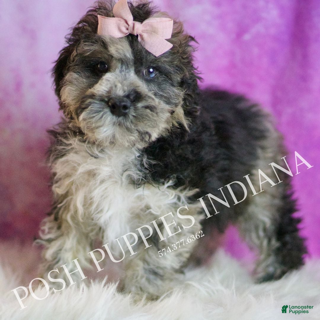 Toy Poodle dogs for sale: Ivy - Ad 3