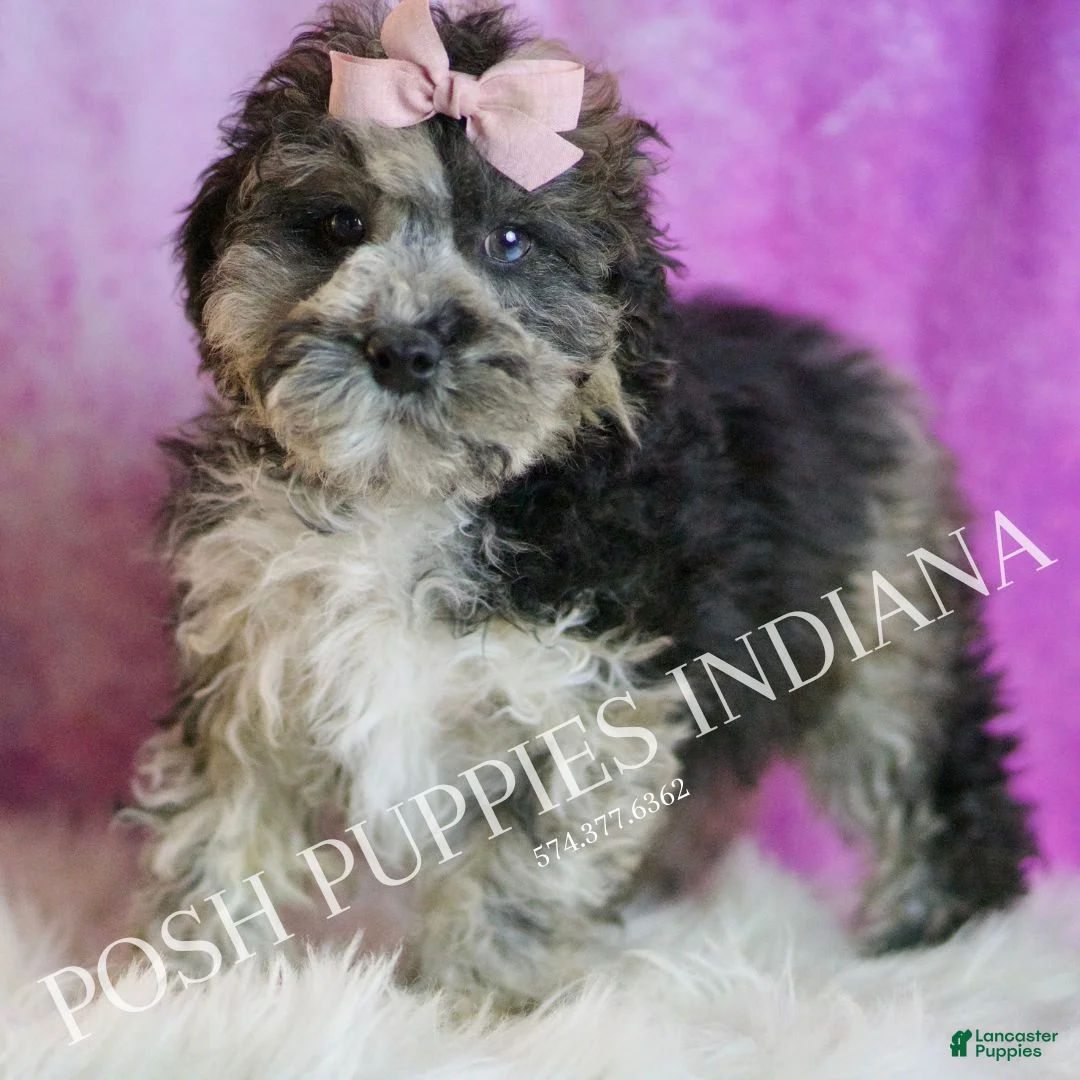 Toy Poodle dogs for sale: Ivy - Ad 3