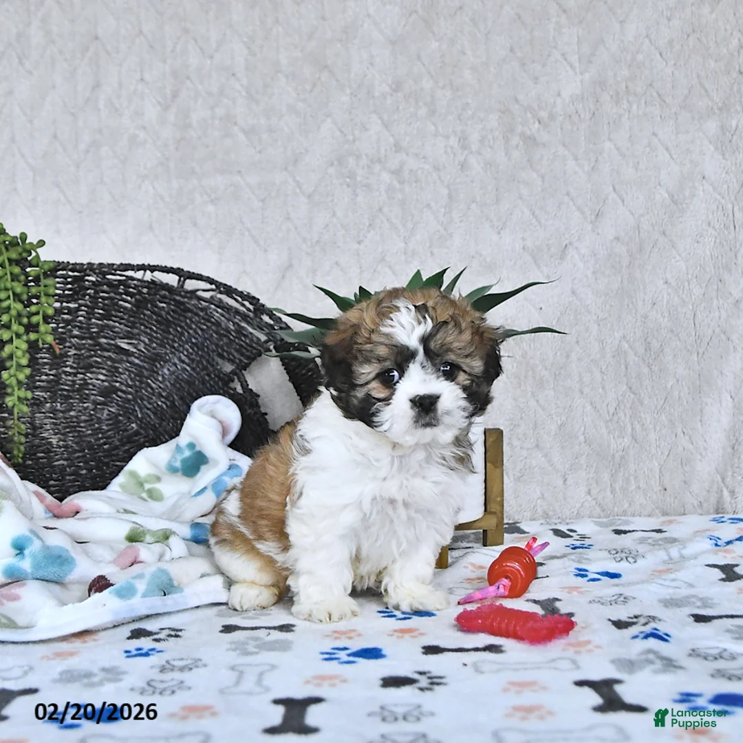 Shihpoo dogs for sale: Ariel  - Ad 4