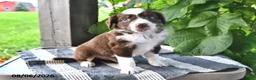Mixed Breed dogs for sale: Scout - Ad 3