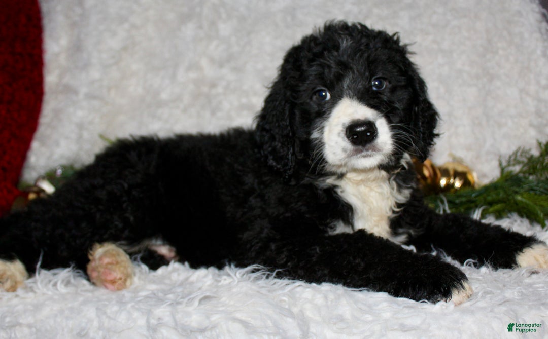 Bernedoodle dogs for sale: Charlie - Ad 4