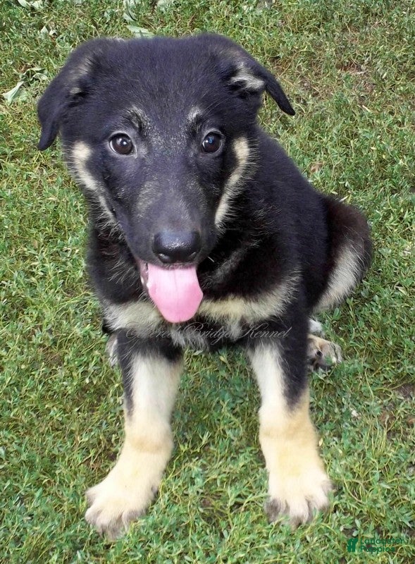 German Shepherd dogs Duke - Ad 11