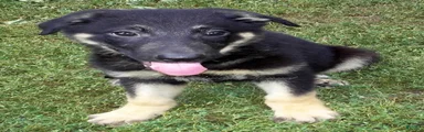 Duke