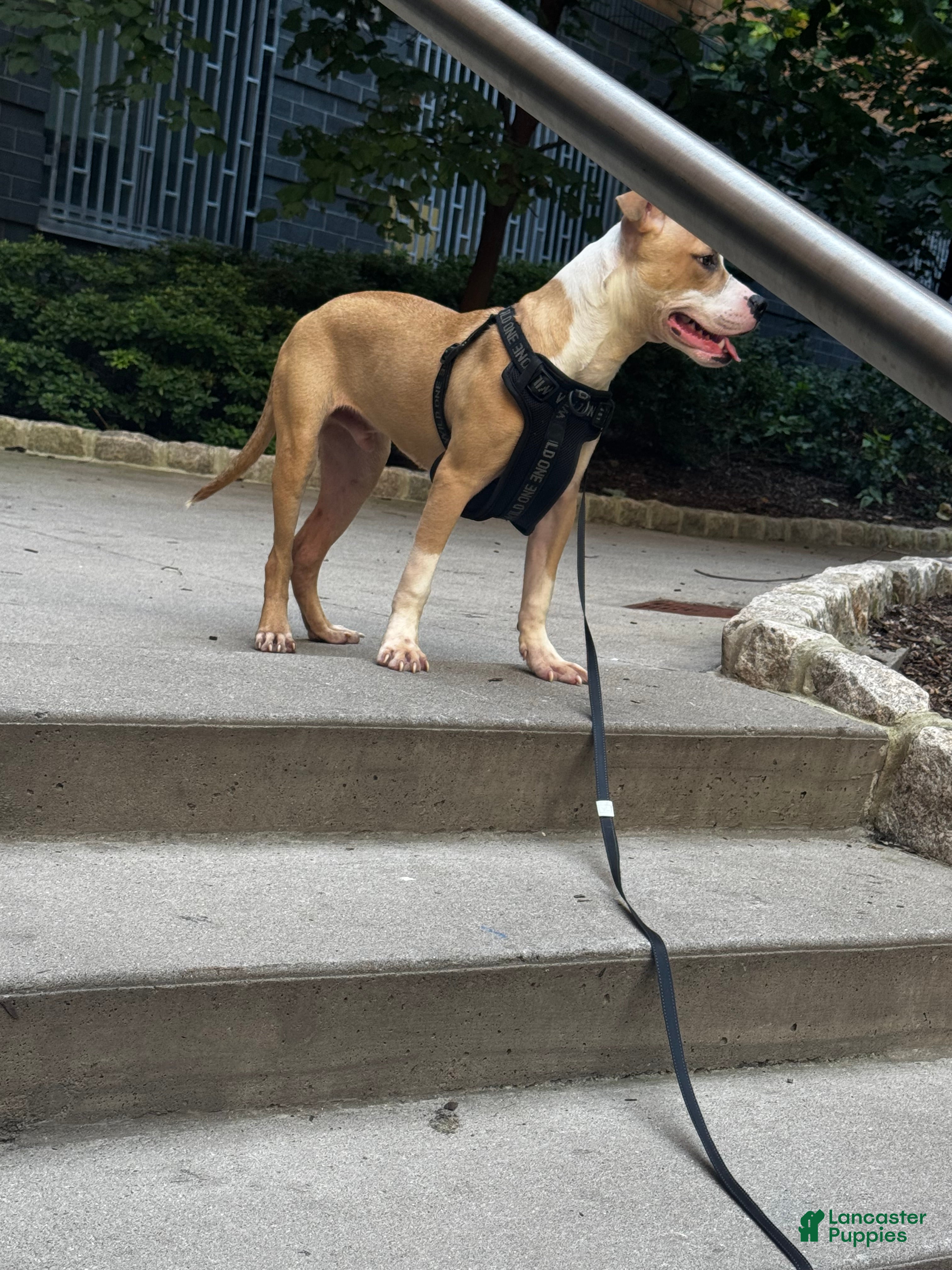 American Pit Bull Terrier dogs for sale: American Pit Bull Terrier  - Ad 17