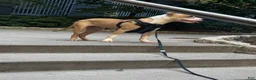 American Pit Bull Terrier dogs for sale: American Pit Bull Terrier  - Ad 1