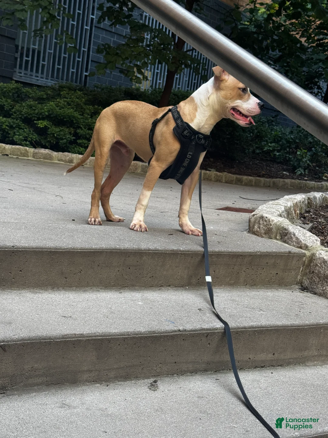 American Pit Bull Terrier dogs for sale: American Pit Bull Terrier  - Ad 1