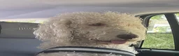 Double Doodle dogs for sale: River - F2 Double Doodle - Ad 40