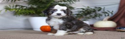 Mini Bernedoodle dogs for sale: Lucy - Ad 3