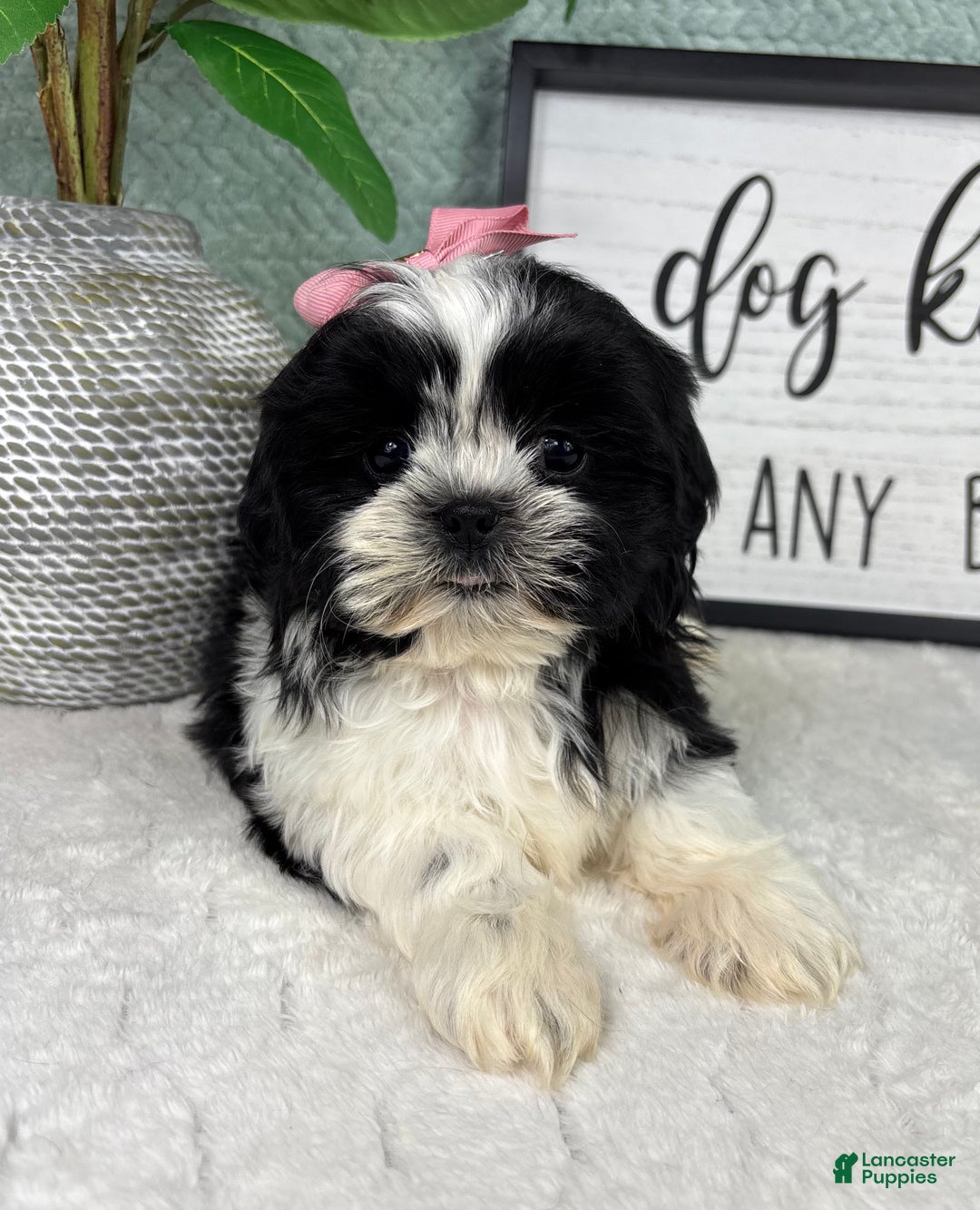 Shih Tzu dogs for sale: Kisses - Ad 3