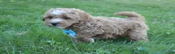 Mini Goldendoodle dogs for sale: Max 💎 - Ad 5