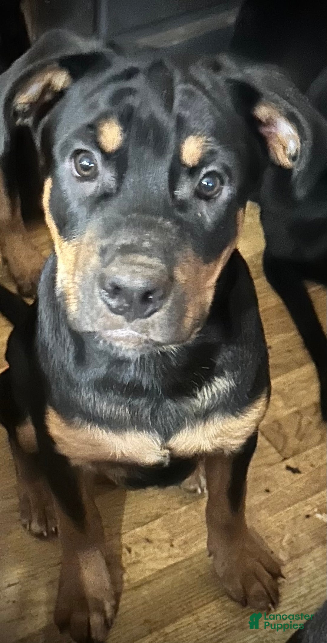 Mixed Breed dogs for sale: Cane Corso-Rottweiler - Ad 9