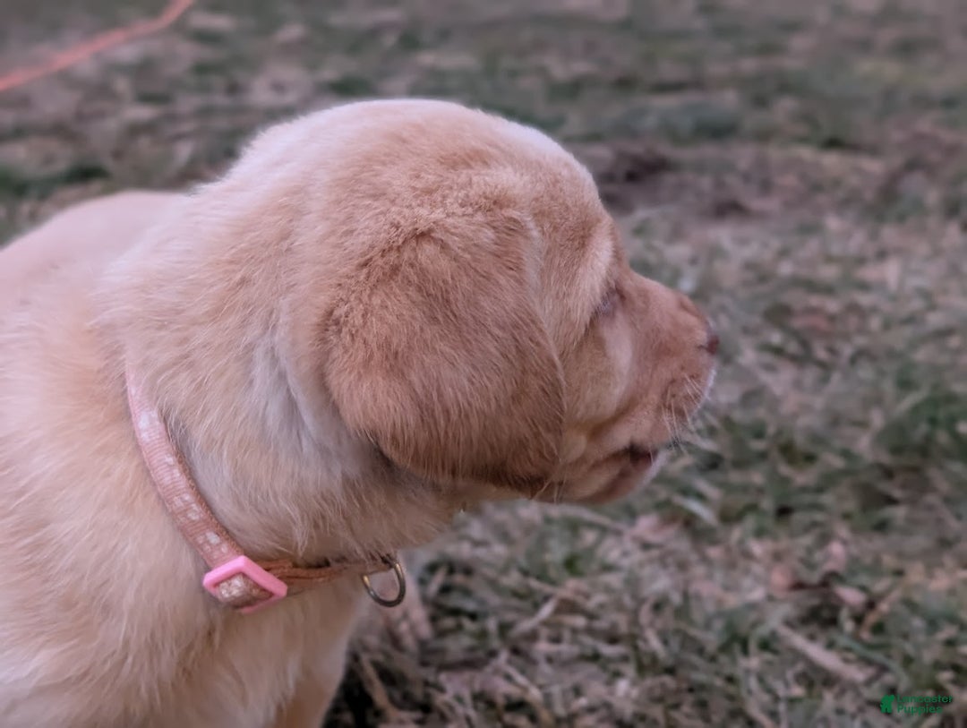 Labrador Retriever dogs for sale: Wren - Ad 6