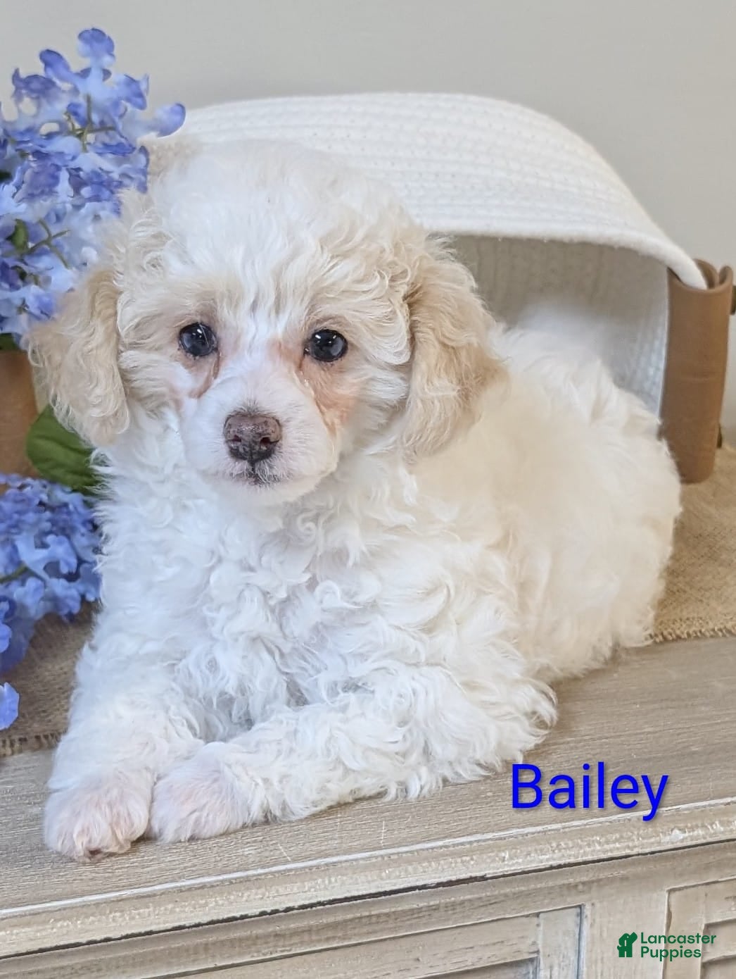 Miniature Poodle dogs Bailey - Ad 42