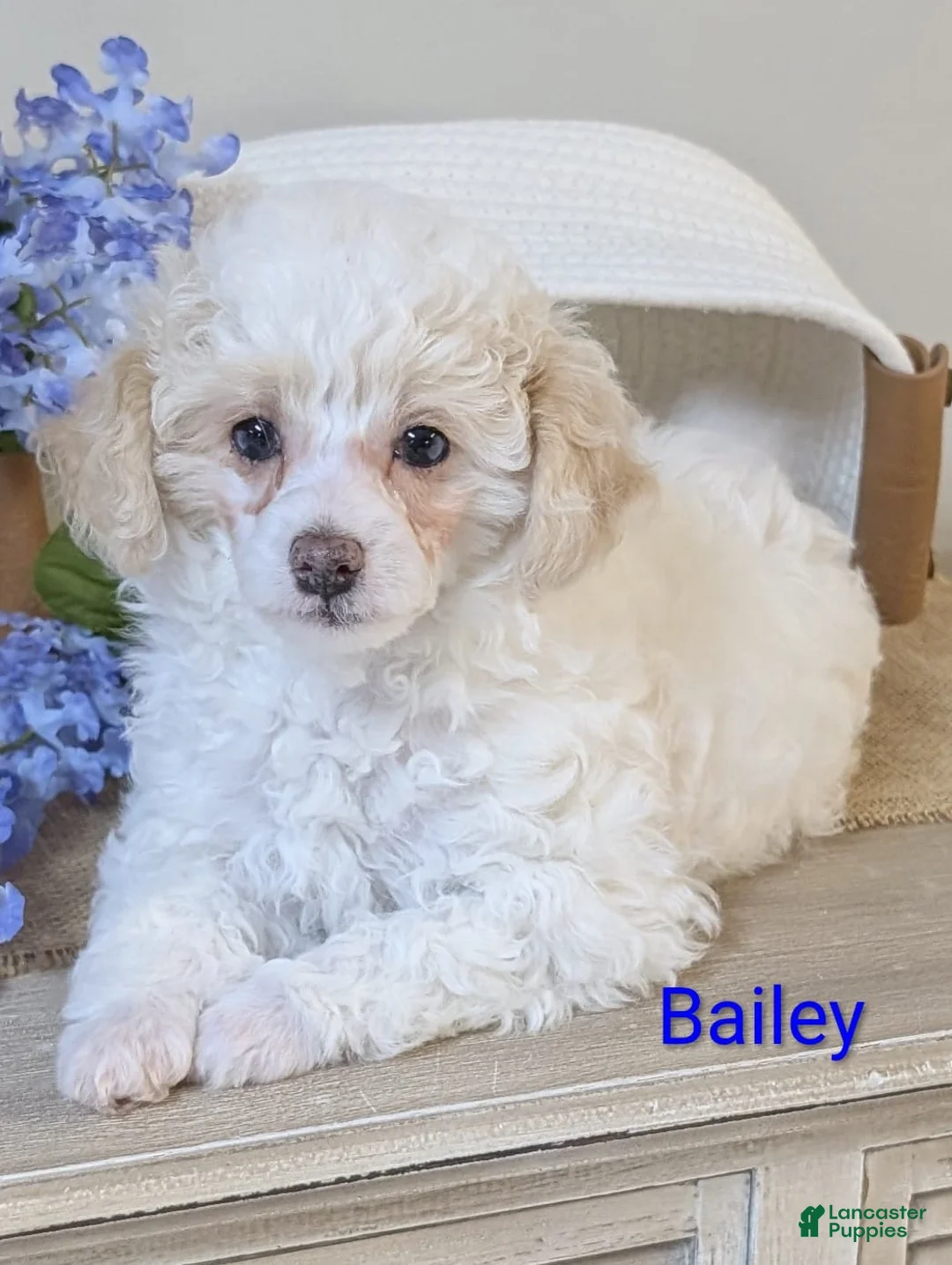 Miniature Poodle dogs for sale: Biscuit - Ad 6