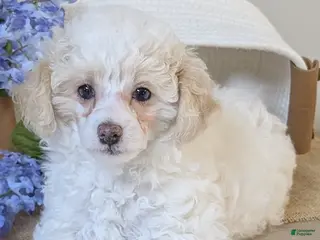 Miniature Poodle dogs Bailey - Ad 42