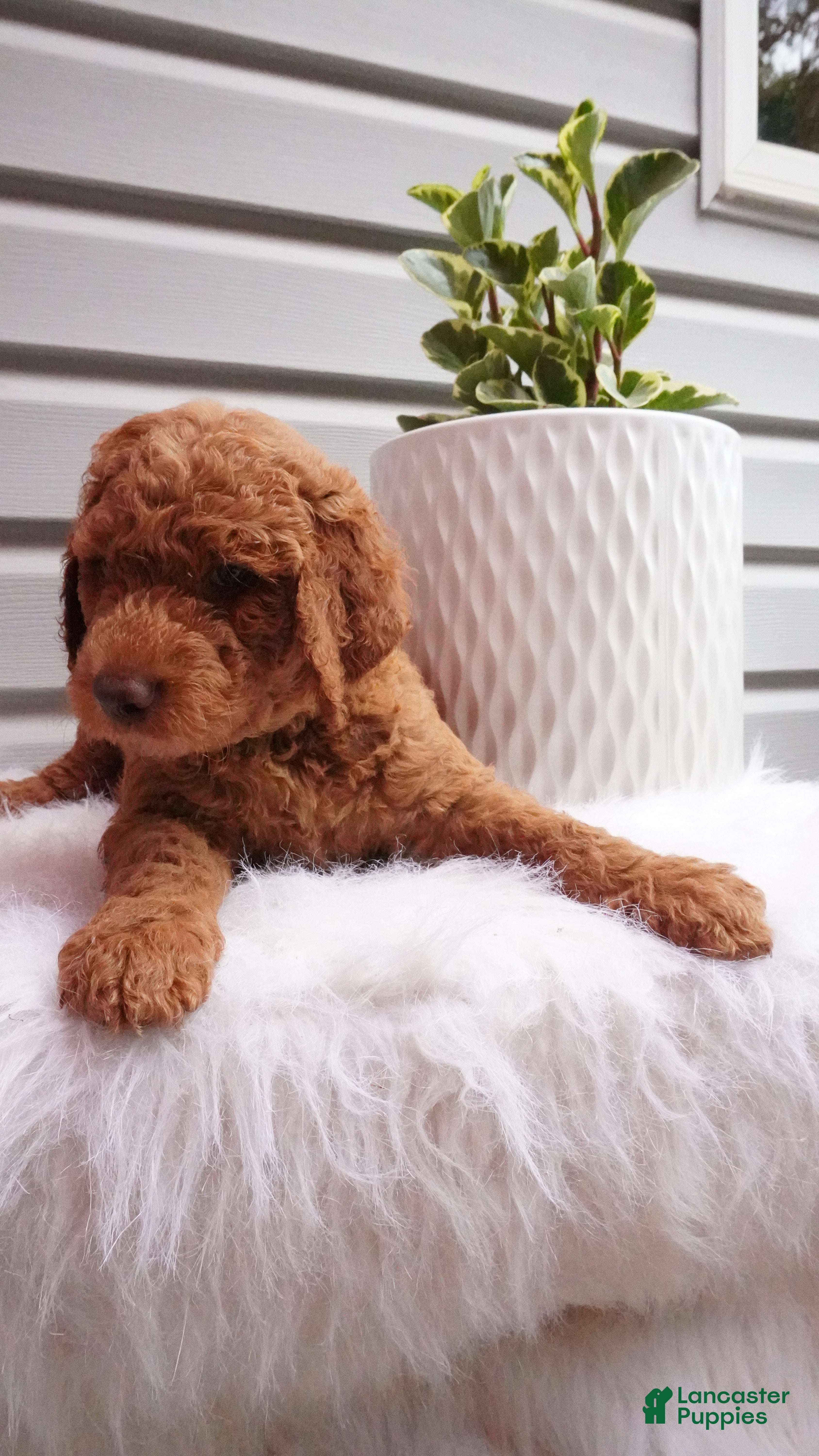 Goldendoodle dogs Zeg - Ad 2