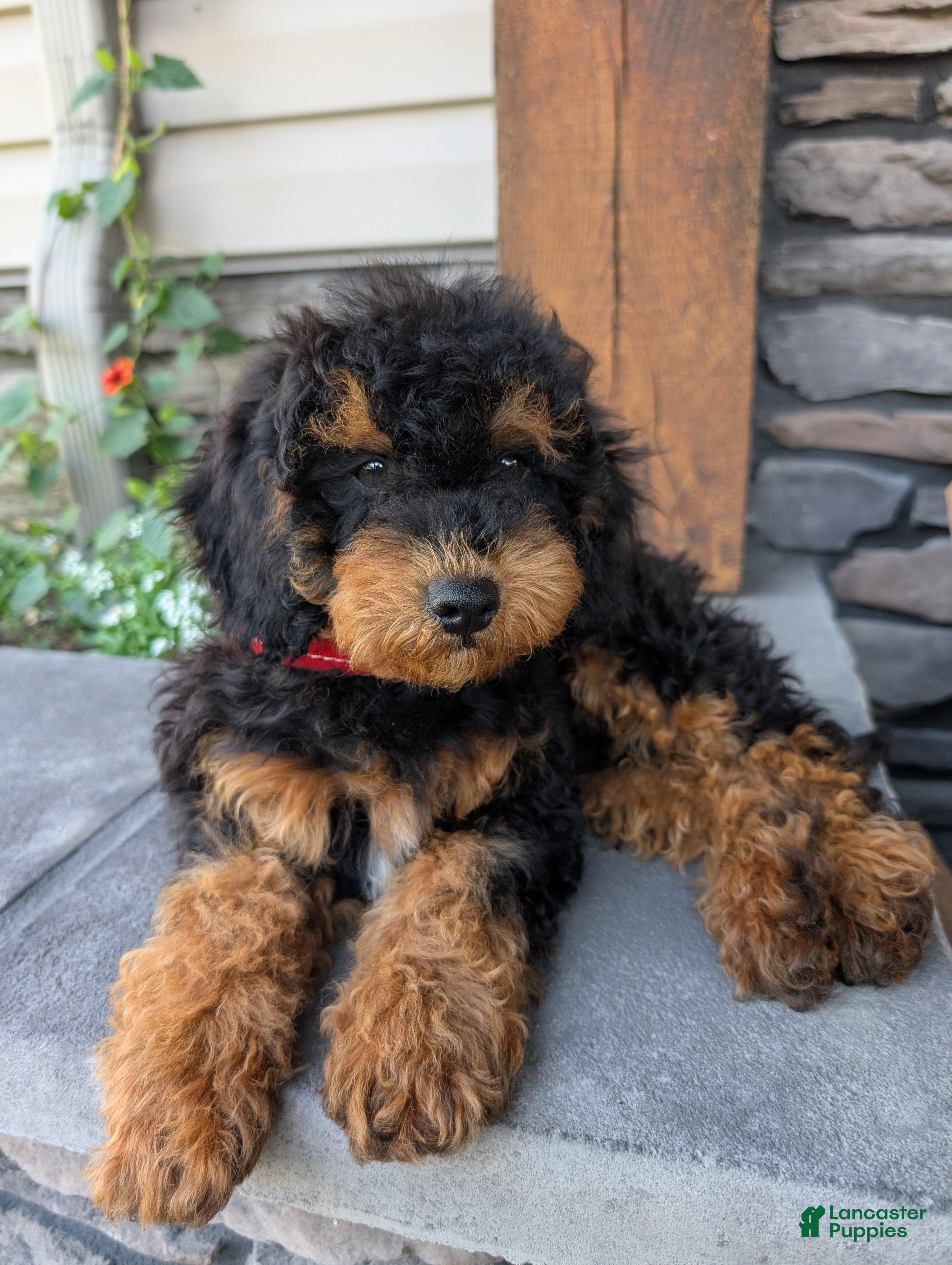 Cavapoo dogs for sale: Max - Ad 3