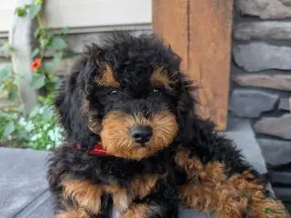 Cavapoo dogs for sale: Max - Ad 3