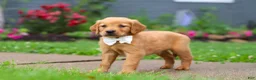 Golden Retriever dogs for sale: Bubbles - Ad 1