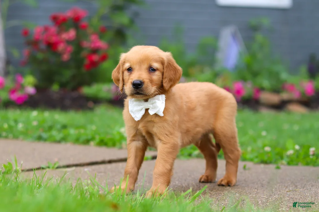 Golden Retriever dogs for sale: Bubbles - Ad 1
